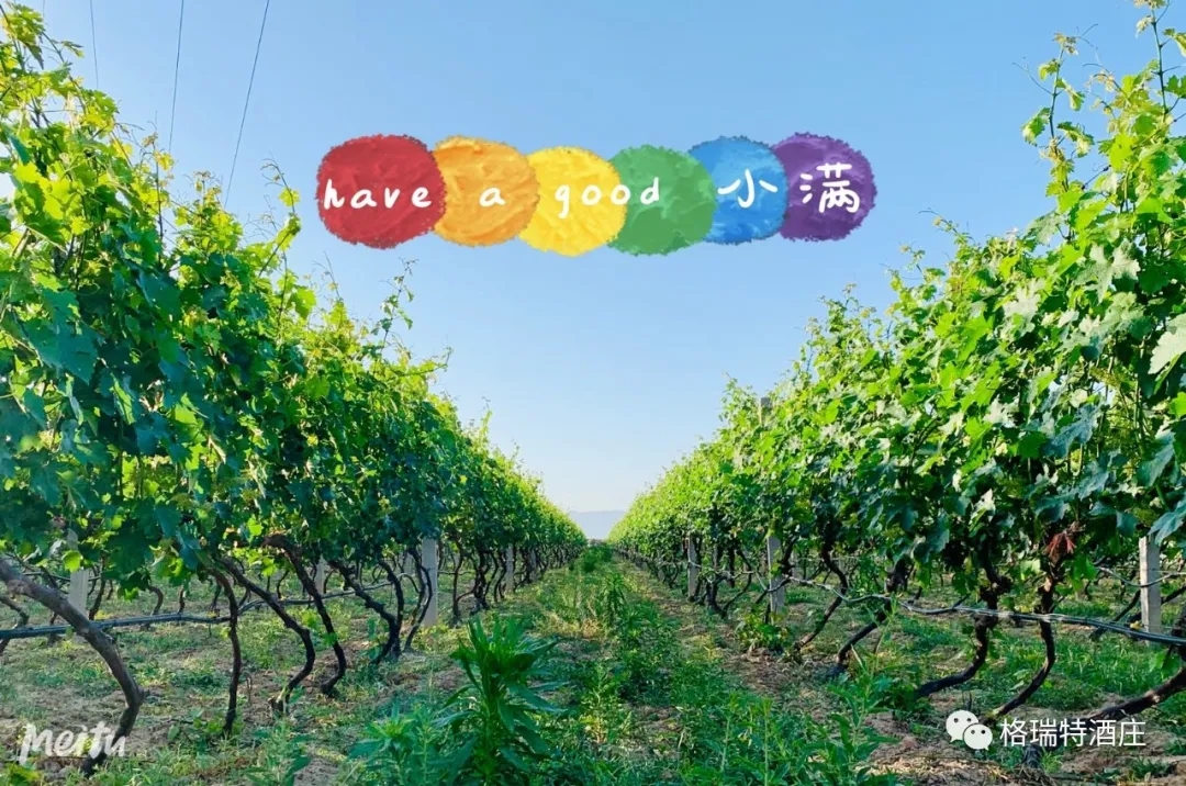 記錄小滿時節(jié)的酒莊、怎一美字了得！