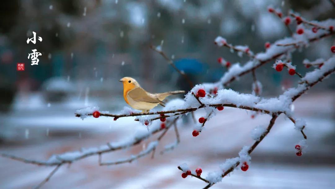 小雪 ▎等一地雪白，與歲月慢酌