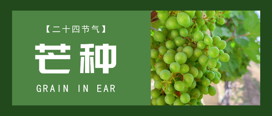 芒種 ▎忙終有獲，種得其所