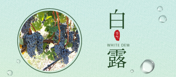 白露 ▎葡園循風(fēng)，奔赴一場秋色