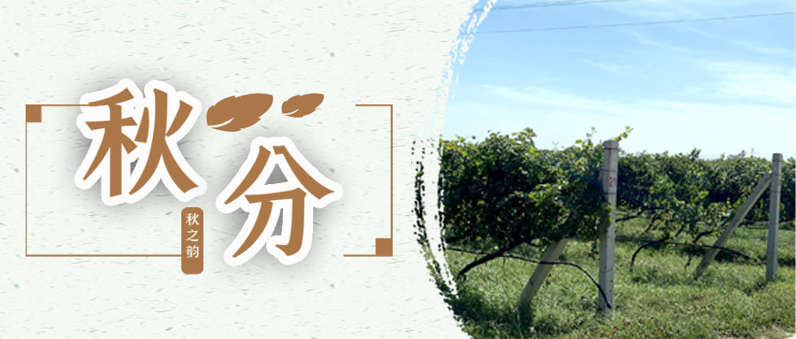 秋分 ▎秋分載萬物，葡園話豐收