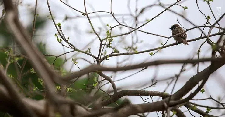 雨水||絲絲春雨潤萬物，杯杯美酒暖人心